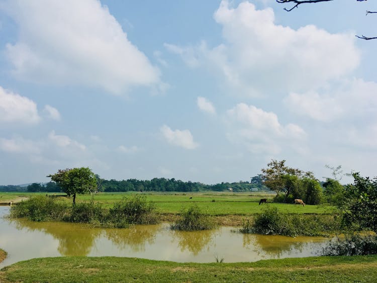 Landscape Photography Of Body Of Water Surrounded By Plants And Trees