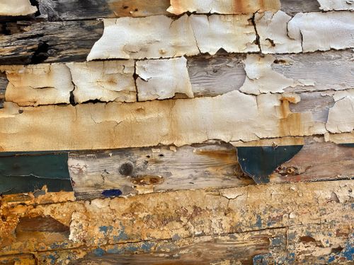 Free stock photo of scheepshuid Stock Photo