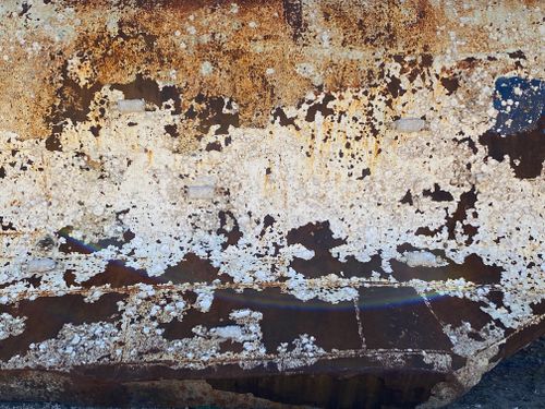 Free stock photo of scheepshuid Stock Photo
