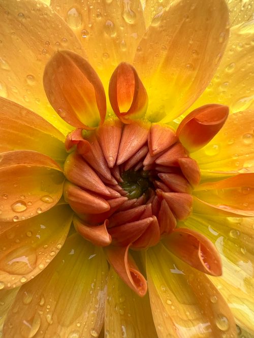 Free Close-up of a vibrant dahlia covered in dew drops, showcasing its natural beauty. Stock Photo