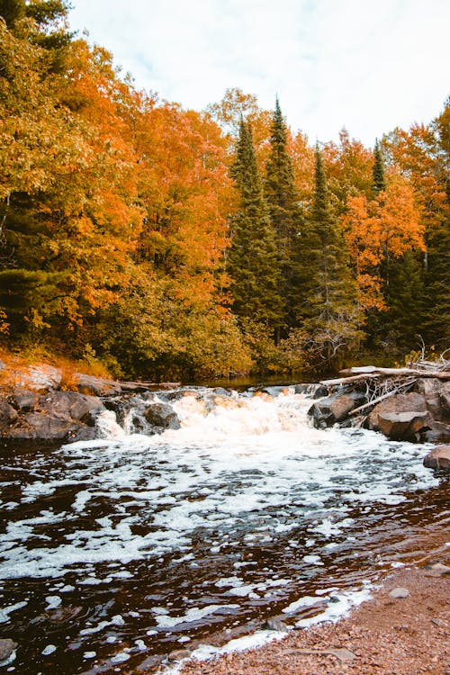 A River in a Forest