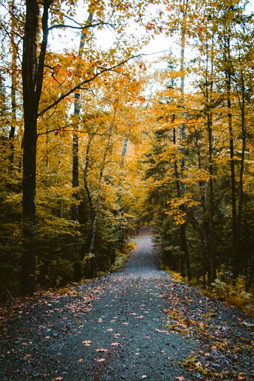 A Pathway in the Middle of Forest