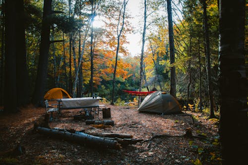 Foto profissional grátis de acampamento, ao ar livre, árvores