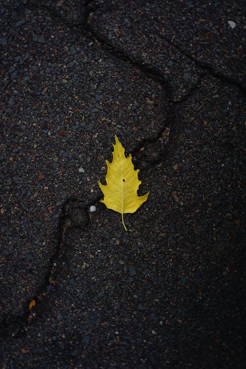 Free stock photo of autumn leaf, black, black and yellow Stock Photo