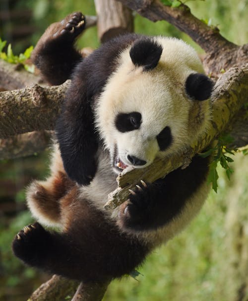 A Panda Hanging on Branches