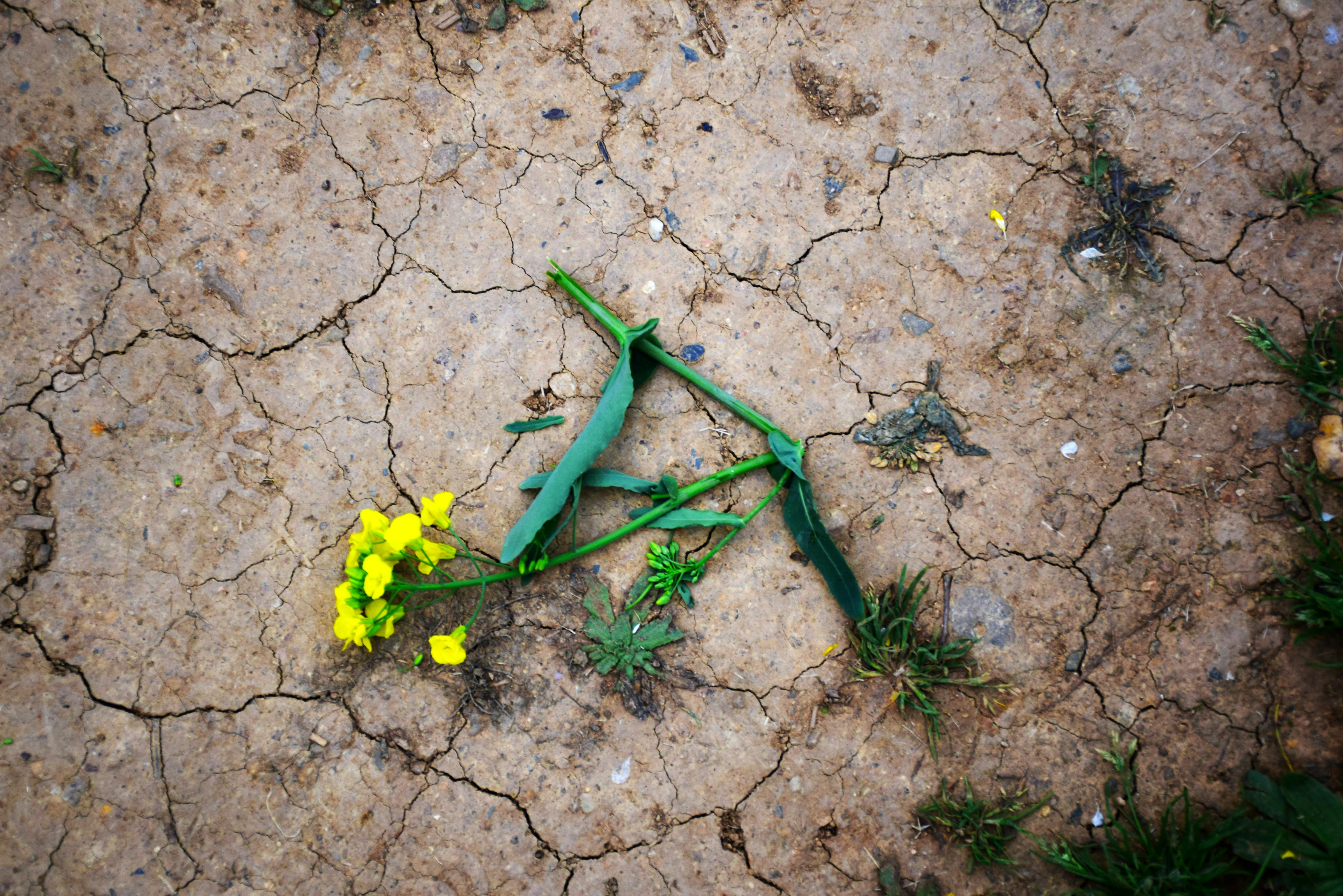 Free stock photo of dry, flower, soil