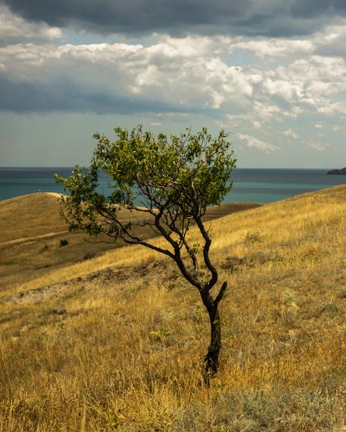 Gratuit Imagine de stoc gratuită din câmp de iarbă, cer înnorat, copac verde Fotografie de stoc