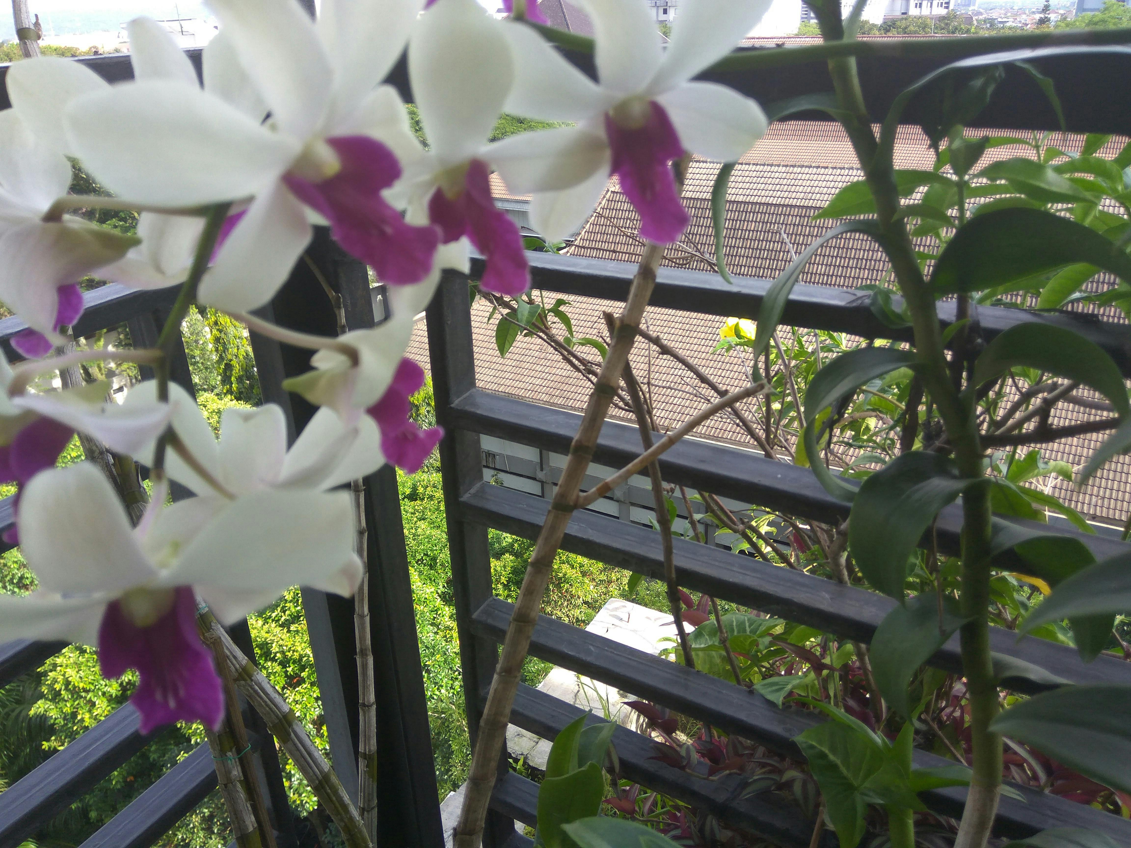 Free stock photo of flower garden, home garden, orchids