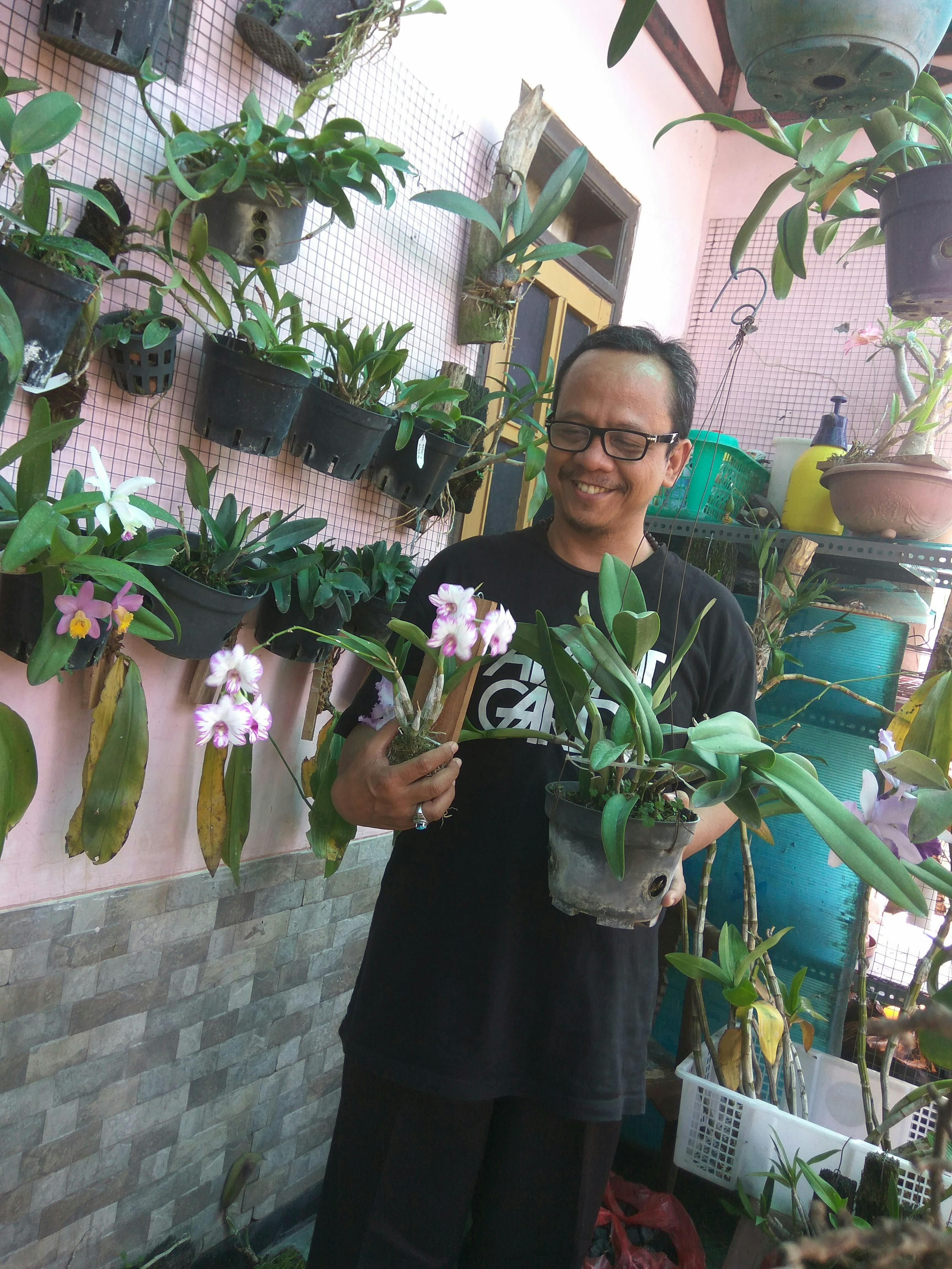Free stock photo of flower garden, home garden, orchids