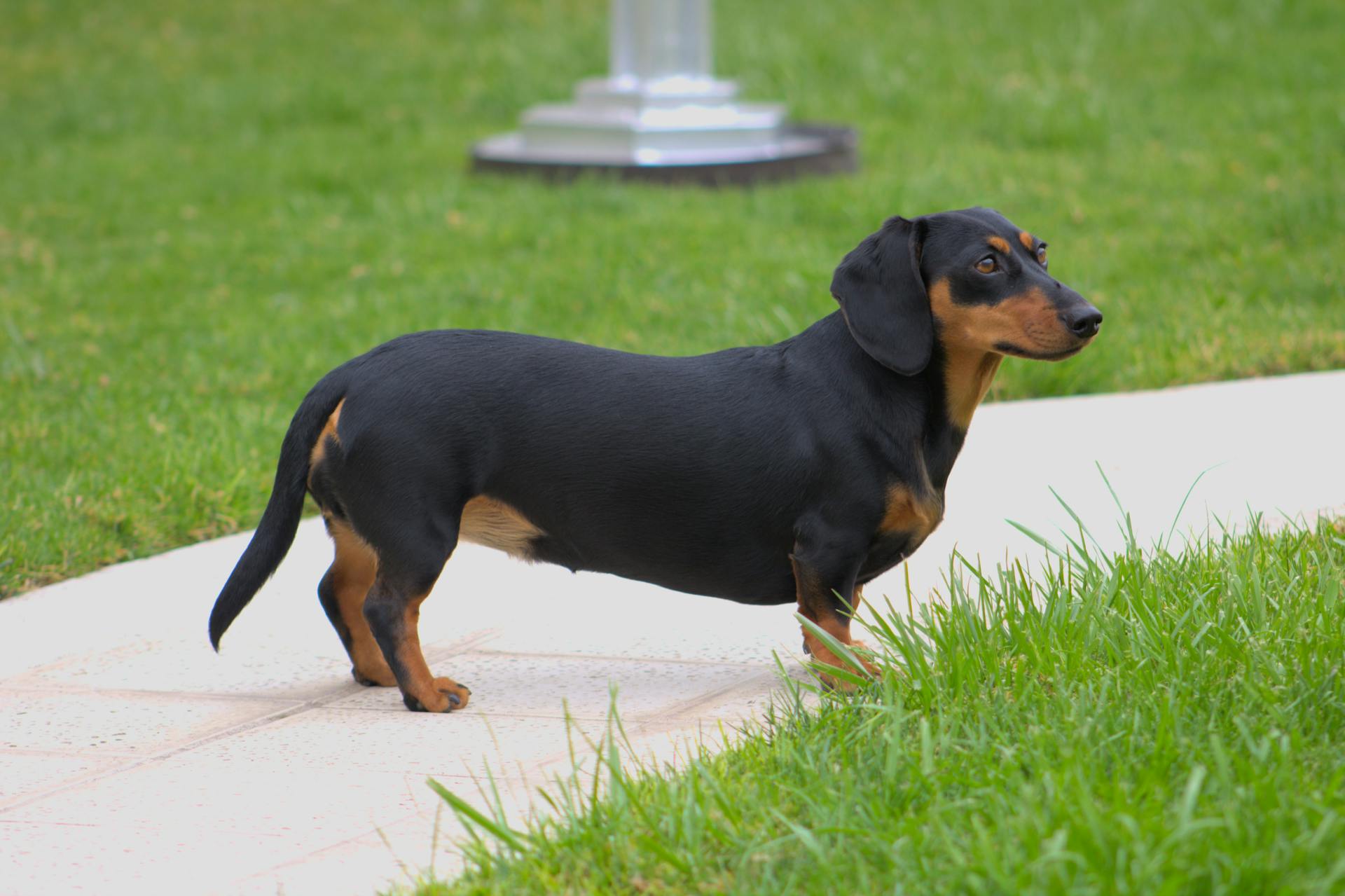 Close-Up Shot of a Dachshund