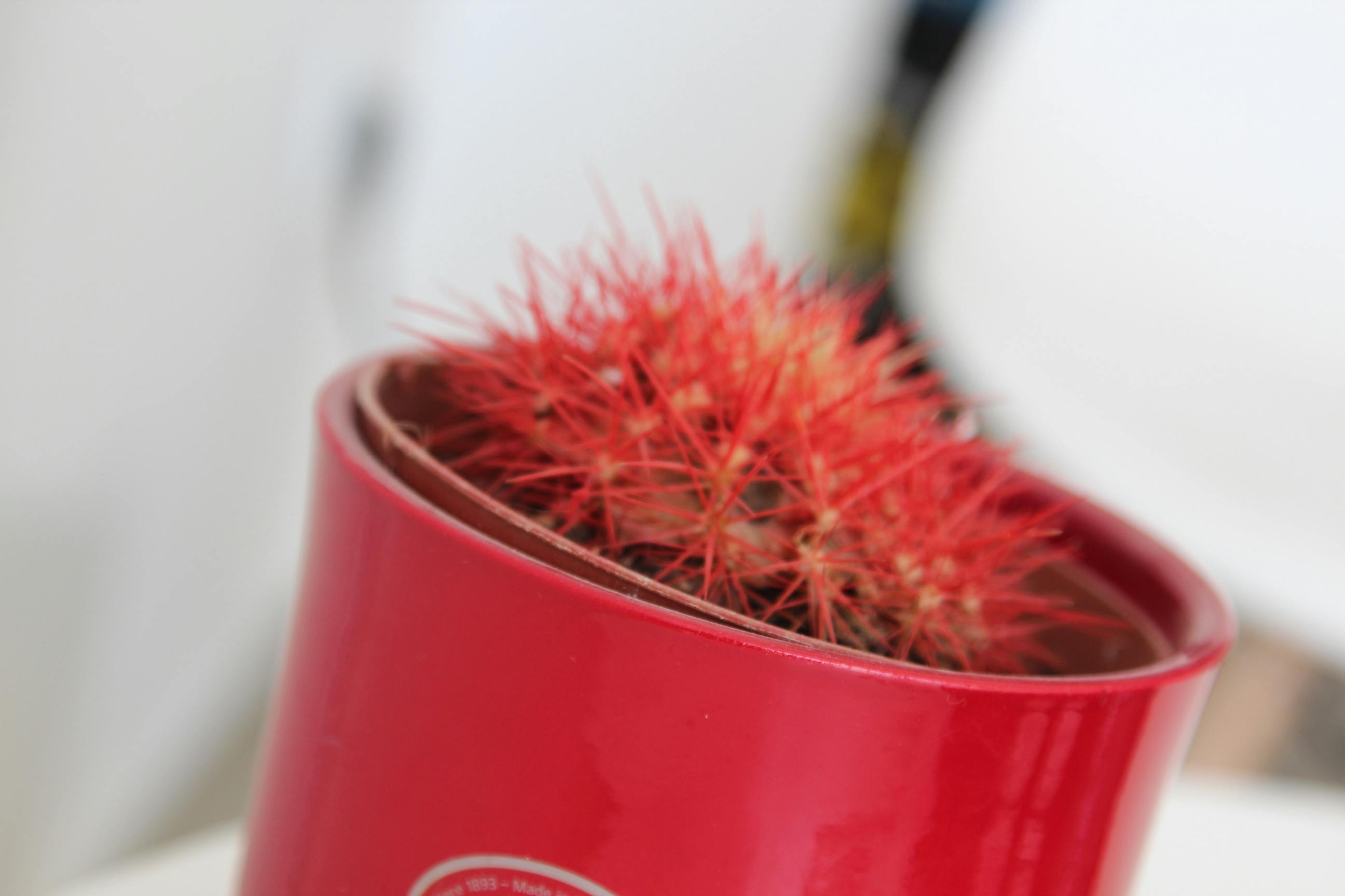 特写镜头展示了现代红盆中充满活力的红色仙人掌，其尖锐的尖刺在室内清晰可见