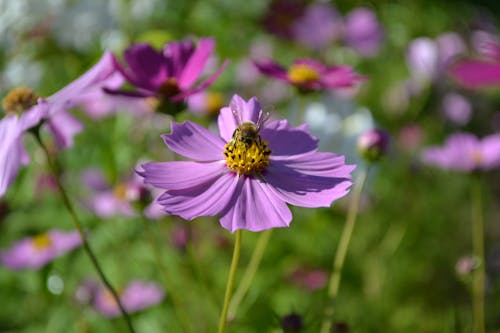 無料 紫の花にとまるミツバチのクローズアップ写真 写真素材