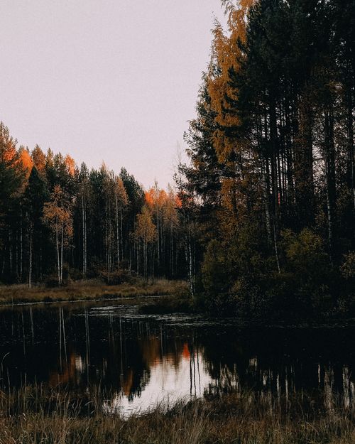 Free Serene autumn landscape with coniferous forest and lake reflection at dusk. Stock Photo