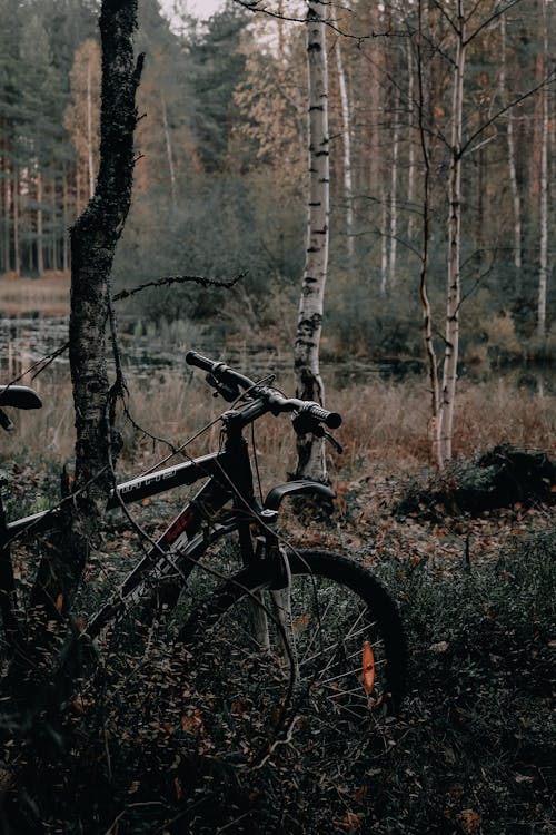 Fotobanka s bezplatnými fotkami na tému horský bicykel, les, lesnatá krajina