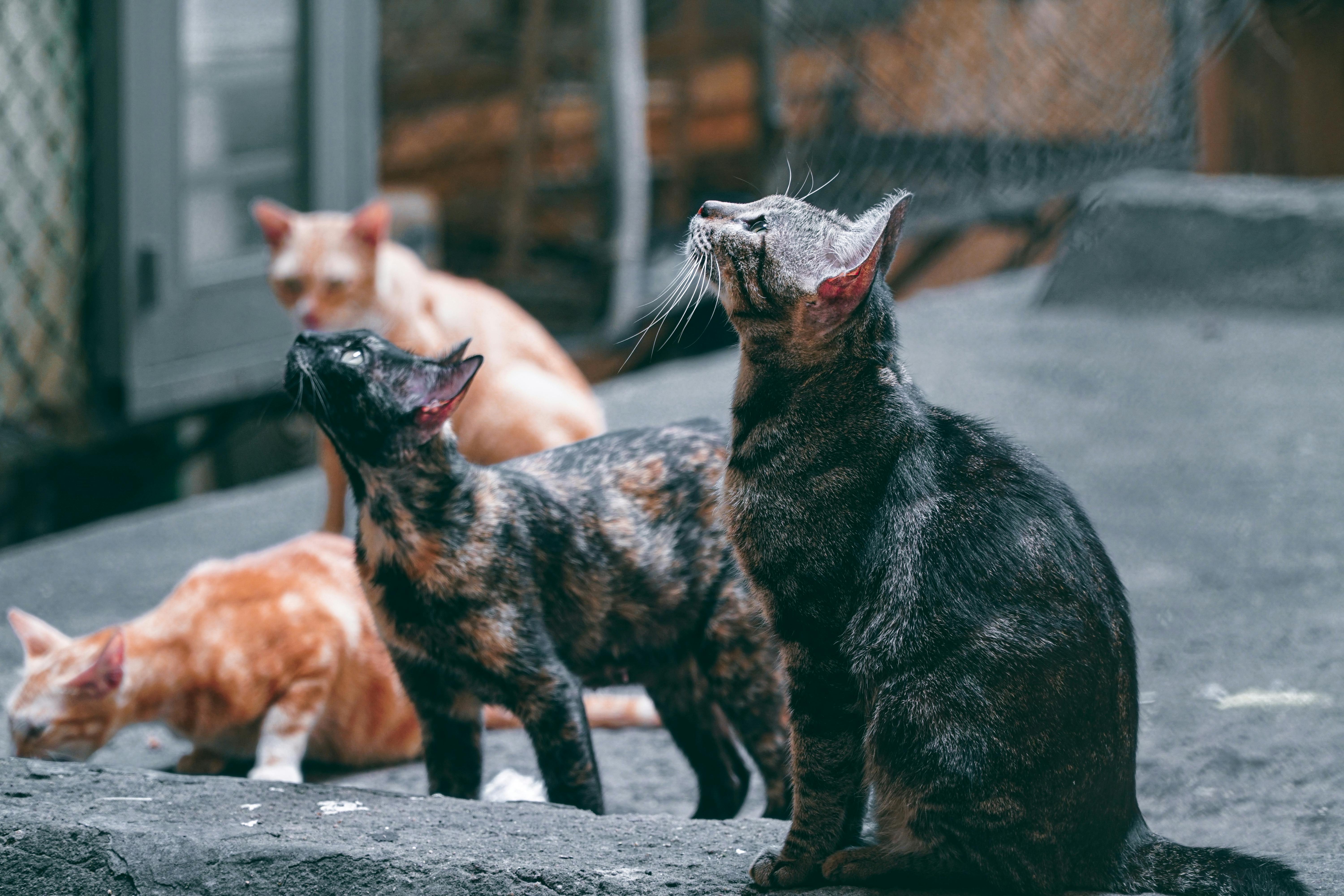 The truth about cats and dogs and the links between pet attachment and mental health — Photo by Đặng Thanh Tú on Pexels