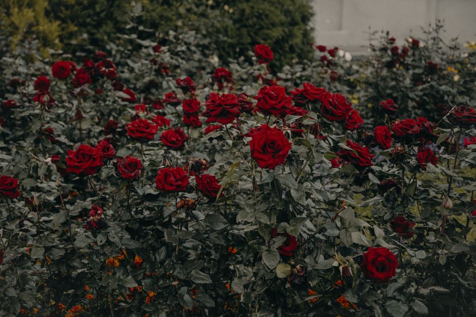Fotomural Una exuberante exhibición de vibrantes rosas rojas en un jardín, evocando belleza romántica y natural.