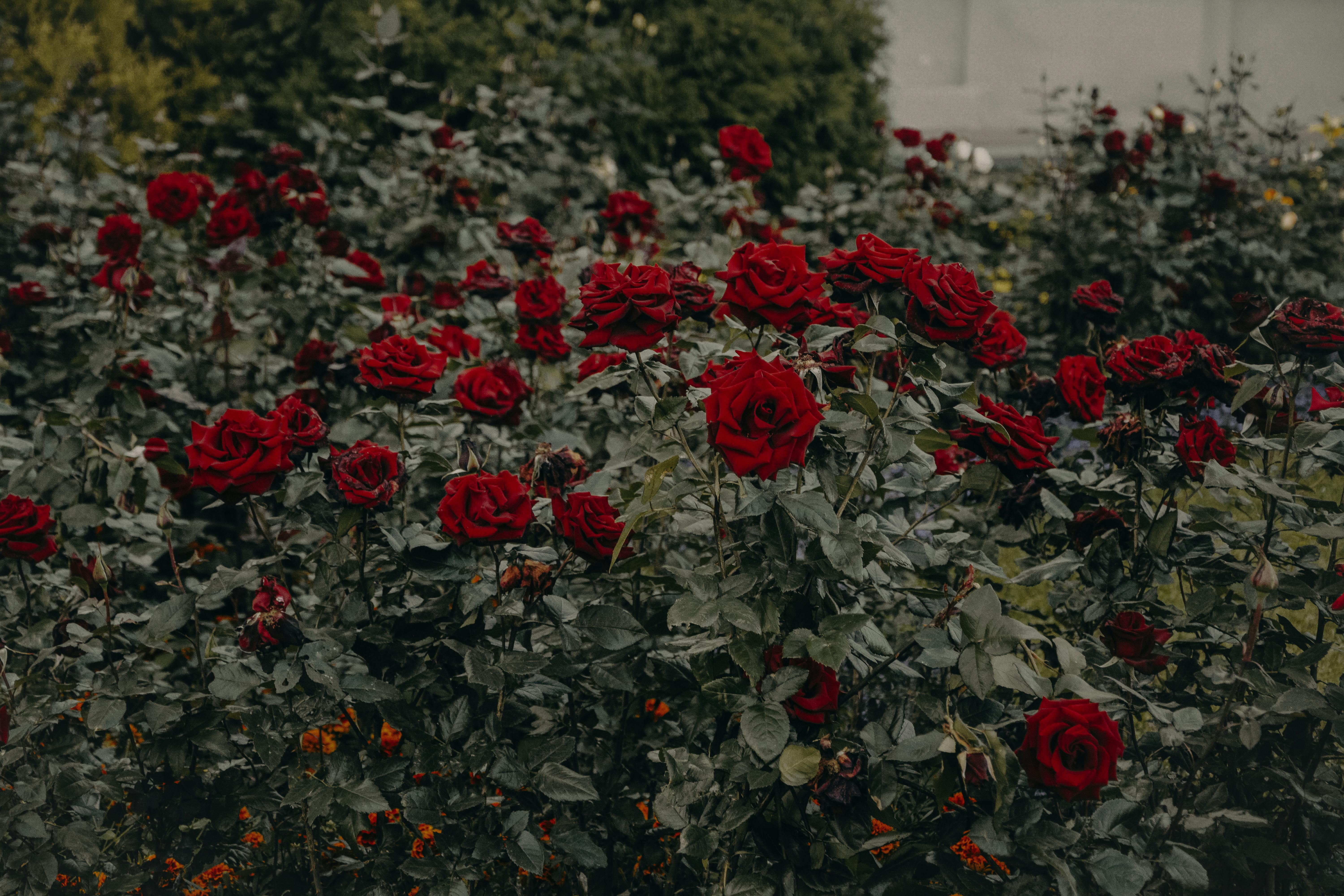 beautiful rose garden wallpapers