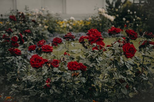 Сад красных роз в цвету