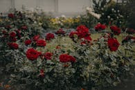 在充满活力的户外花园中，郁郁葱葱的红玫瑰盛开着