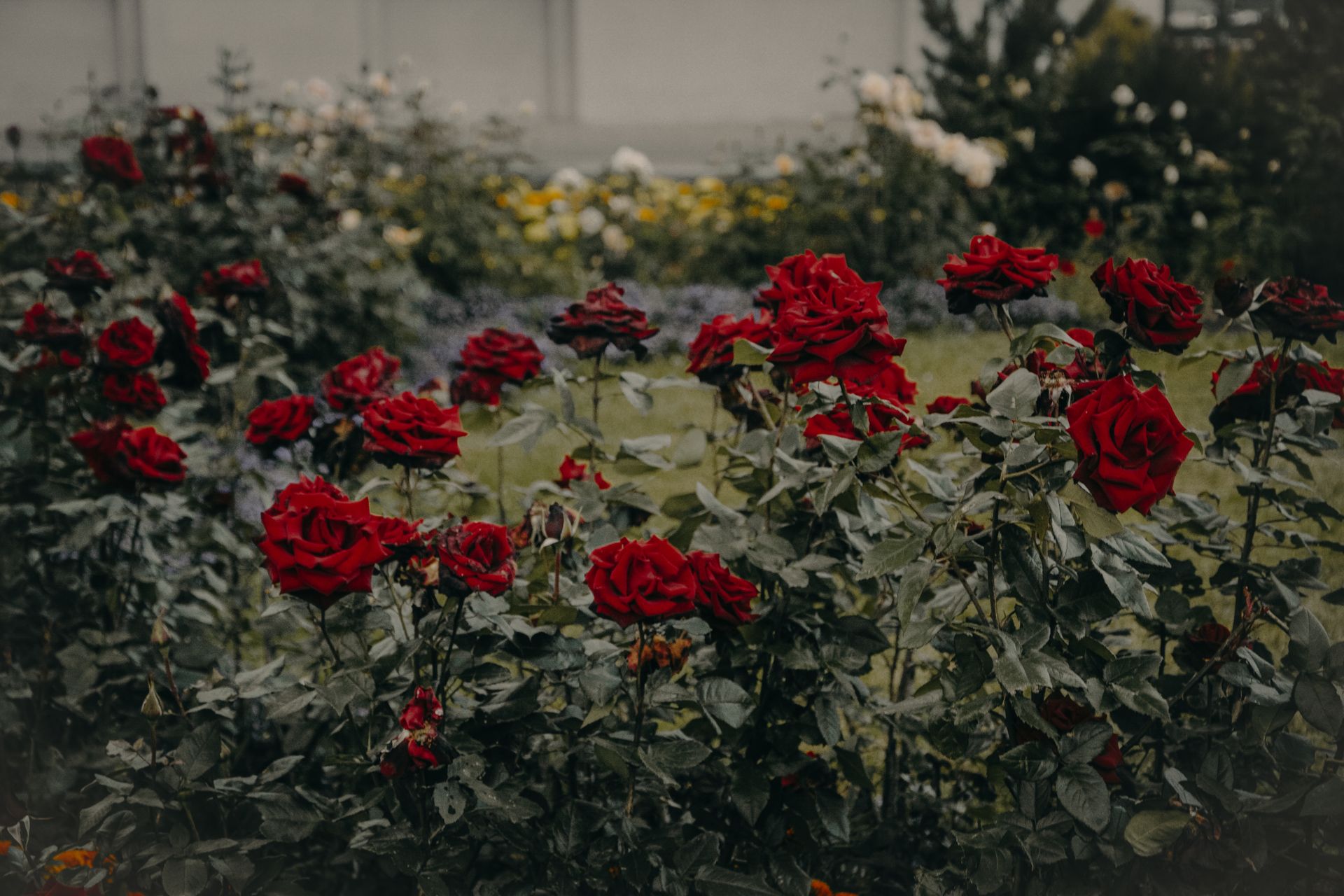 Lush red roses flourishing in a vibrant outdoor garden setting.