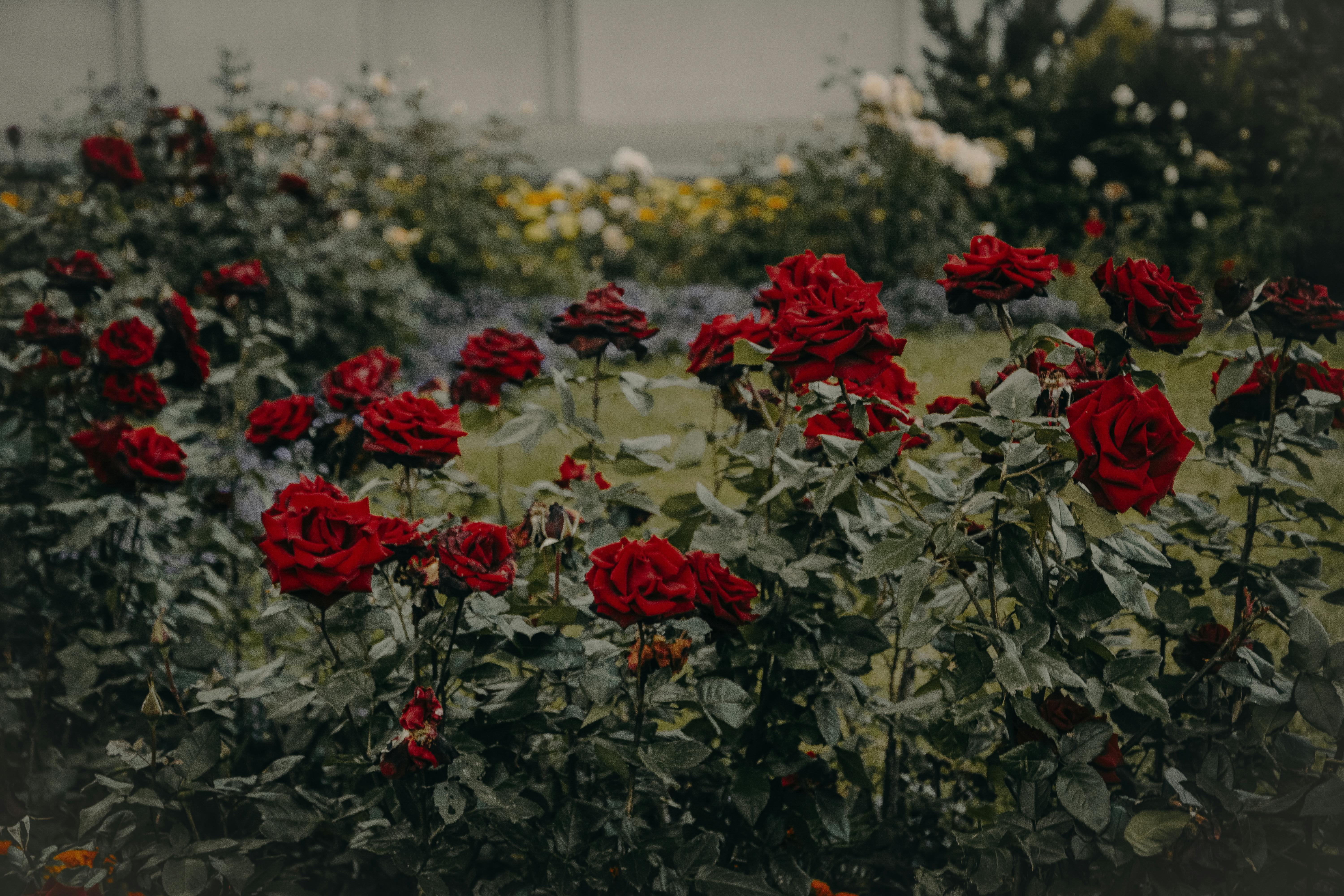Rose Garden Photos, Download The BEST Free Rose Garden Stock Photos & HD  Images