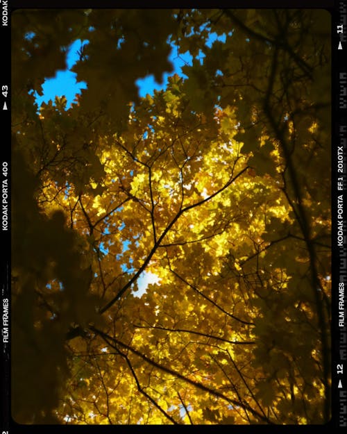 Free Yellow Leaves on Tree Branches Stock Photo