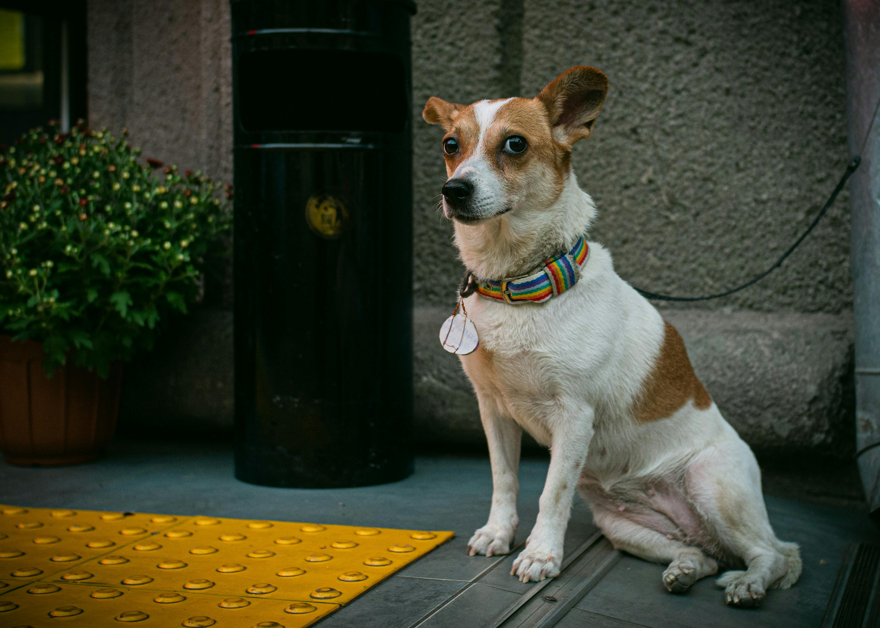 Amazon’s $19 Reflective Dog Safety Vest Helps Keep Pups Visible After Dark — Photo by Evhen Petlia on Pexels