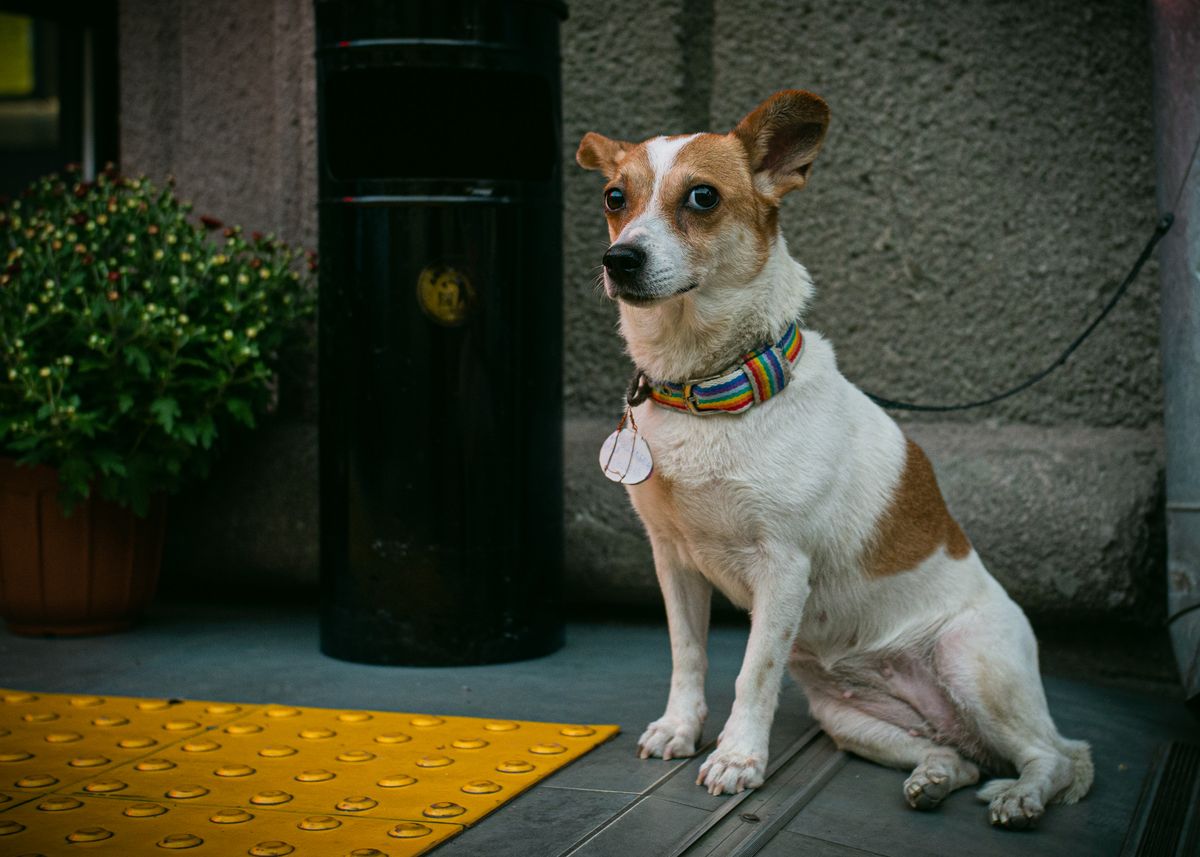 Kleine wit-bruine hond aan de lijn zit naast gele geleidetegels en een zwarte afvalbak