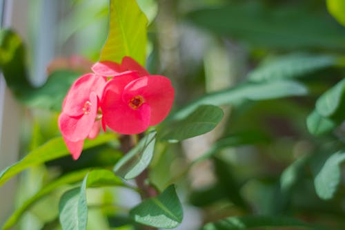 Free stock photo of flower, green