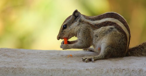 Free Closeup Photo of Gray Squirrel Stock Photo