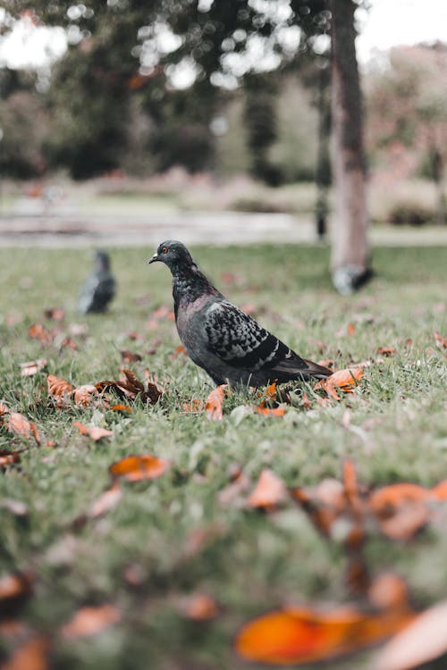 A Pigeon on the Grass 