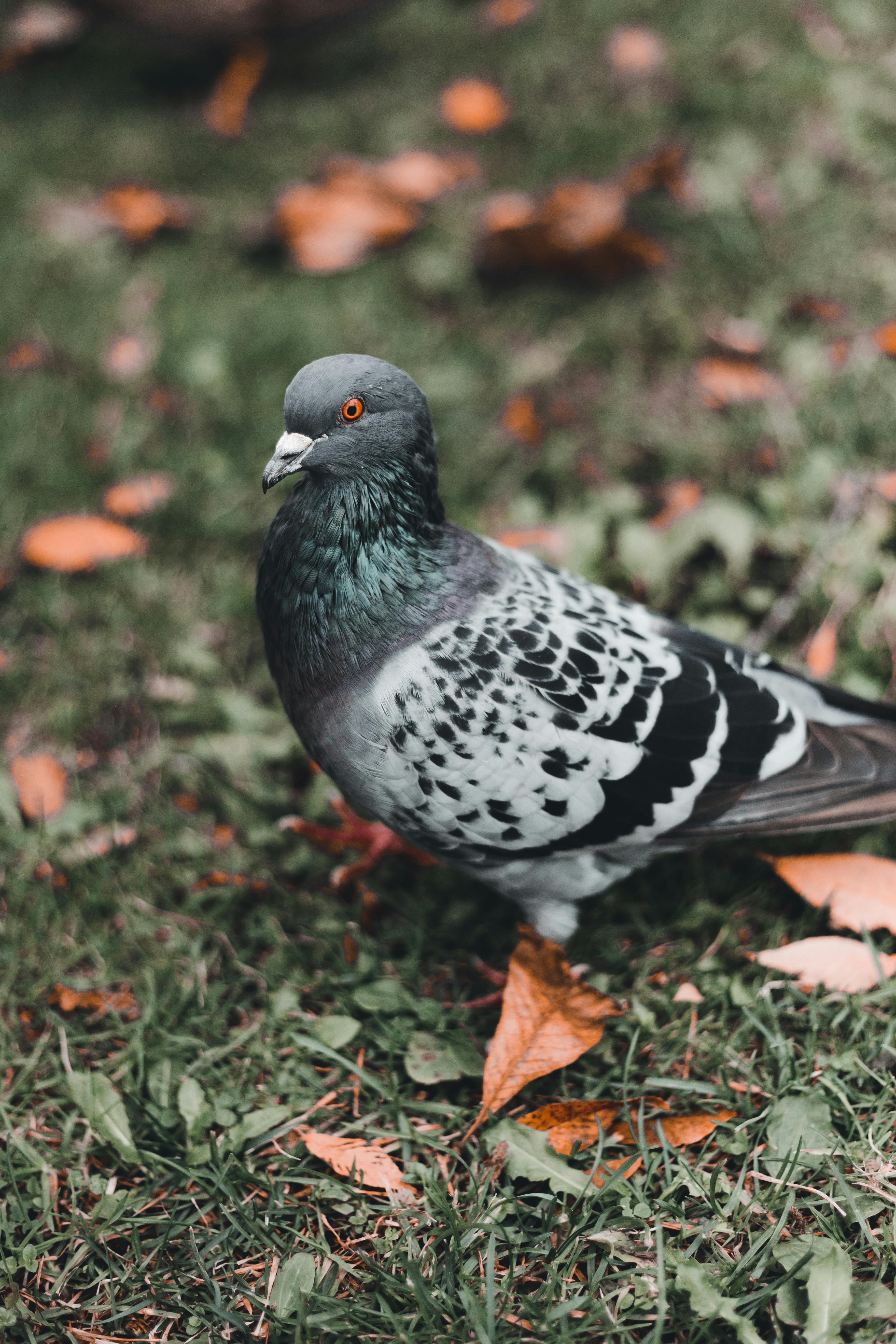 Black and Gray Pigeon in CloseUp Photography · Free Stock Photo
