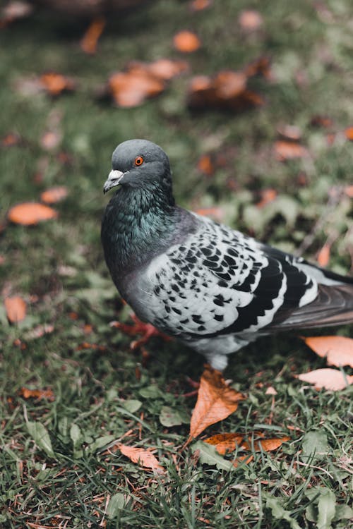 Close-Up Photography of a Dove Bird