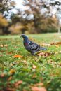 Blue and Black Bird on Green Grass
