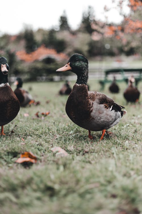 A Duck on Green Grass