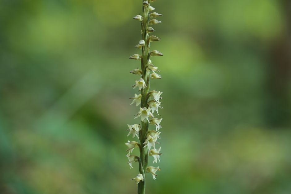 Hylaeorchis
