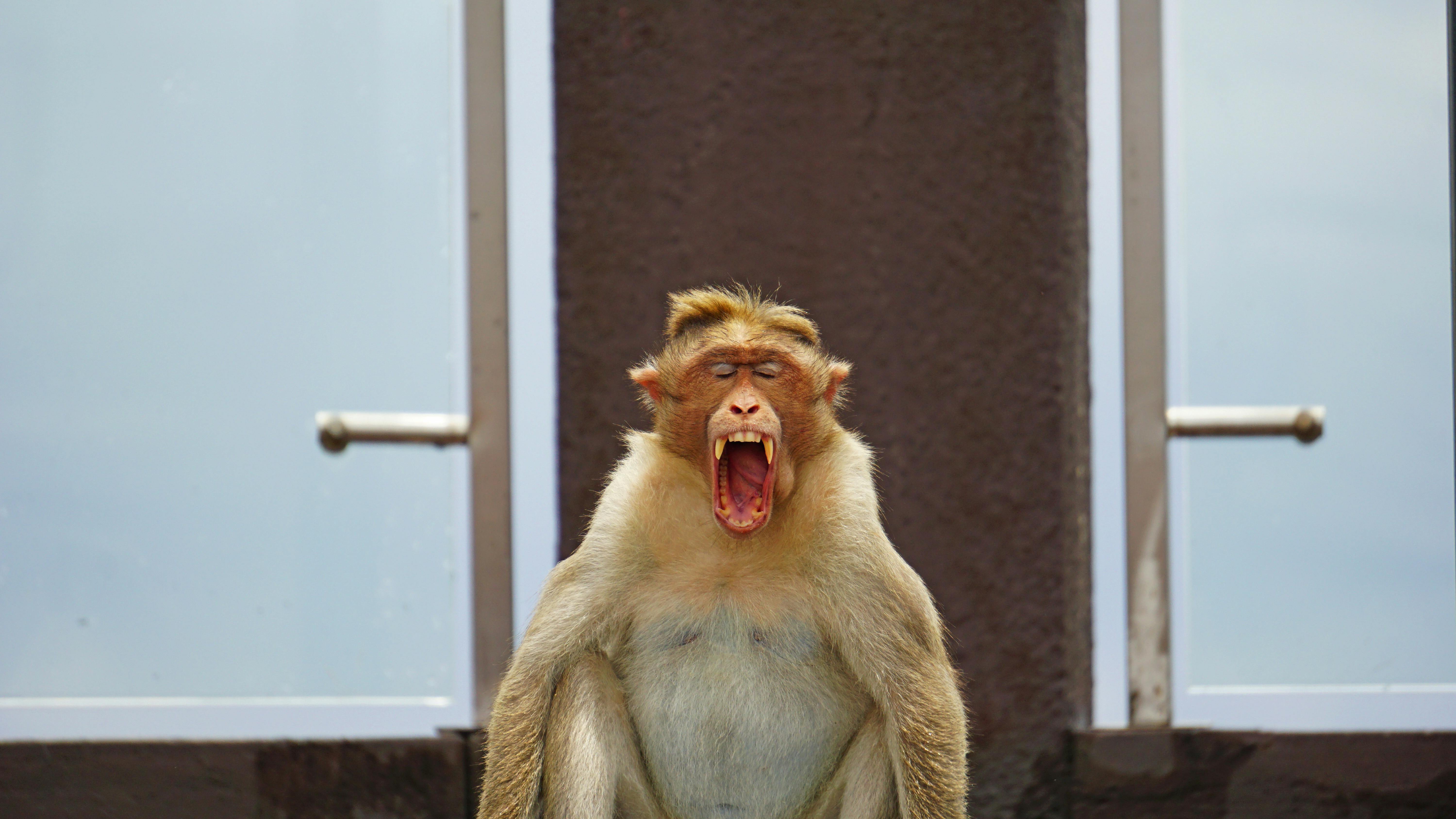 Close-up of a yawning monkey in Kottarakkara, India, showcasing its natural behavior.