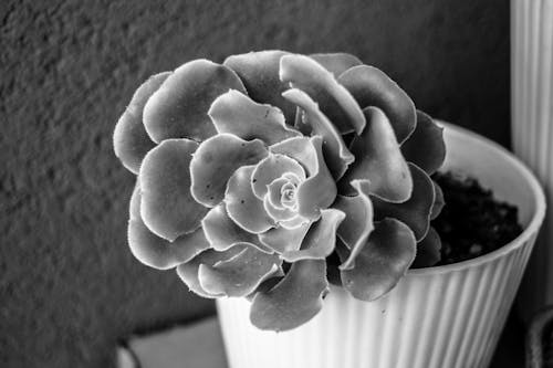 Free Grayscale Photo of Succulent Plant Stock Photo