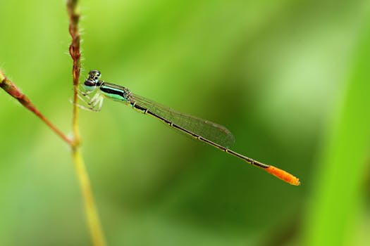 Macro shot of a damselfly perched on a twig with a vibrant green background.