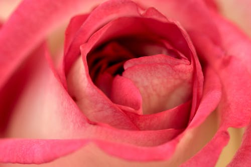 Close-Up Shot of a Rose 