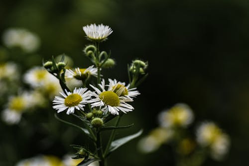 Chamomile Flowers in Tilt Shift Lens