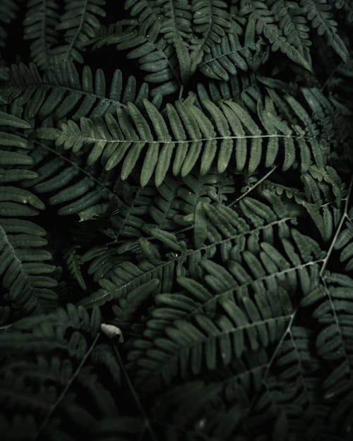 Close-Up Shot of Fern Leaves