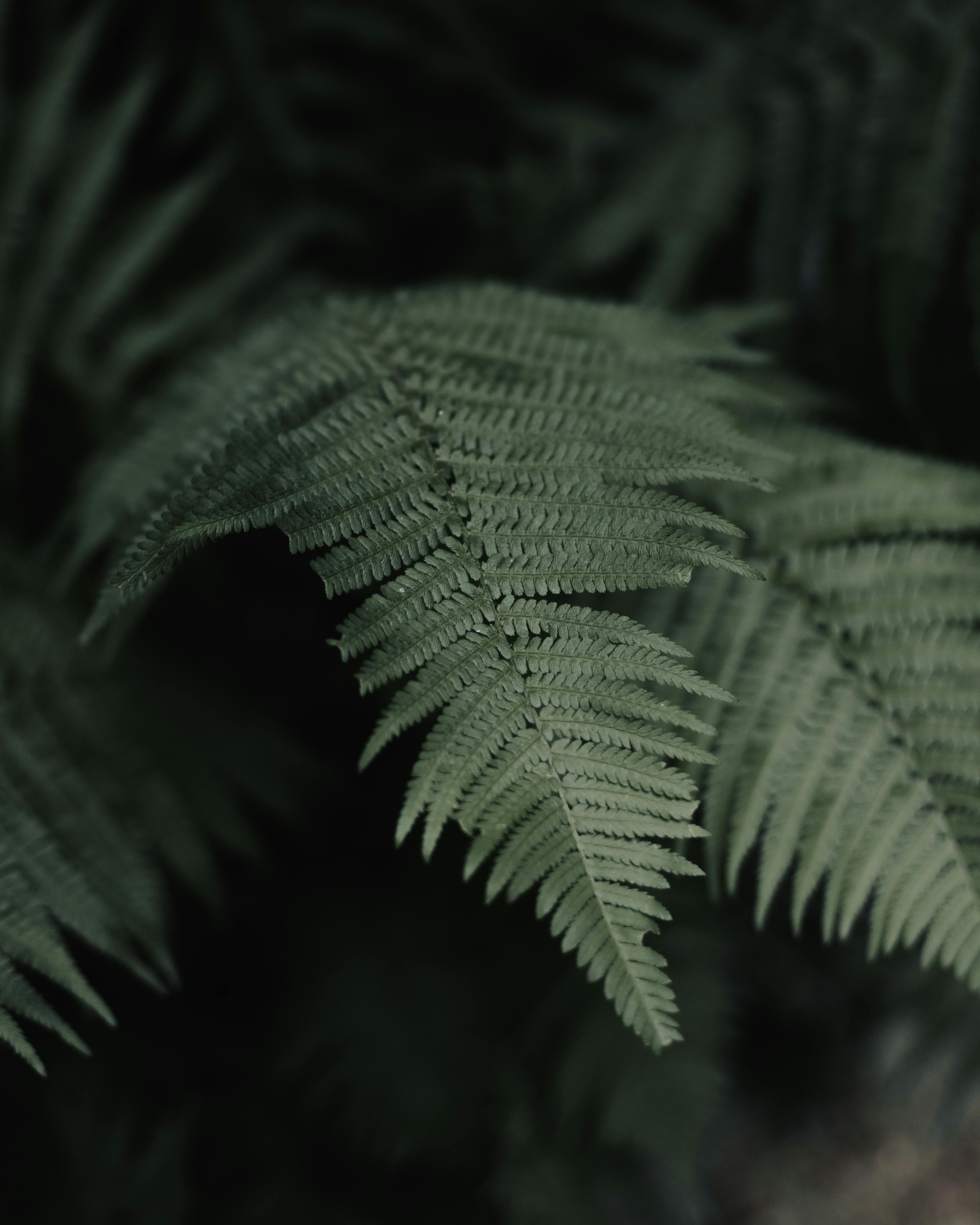 Detailed view of lush green fern leaves, capturing the intricate patterns and textures in Karelia's forests.