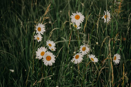 Free White Daisy Flowers Stock Photo