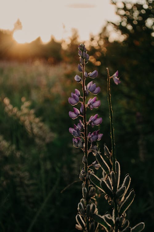 Lupinlerin Yakın çekim Fotoğrafçılığı