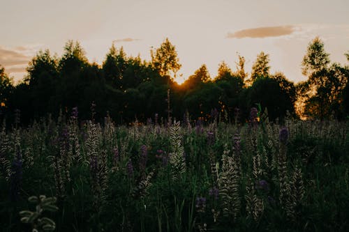 Purple Lavender Plants