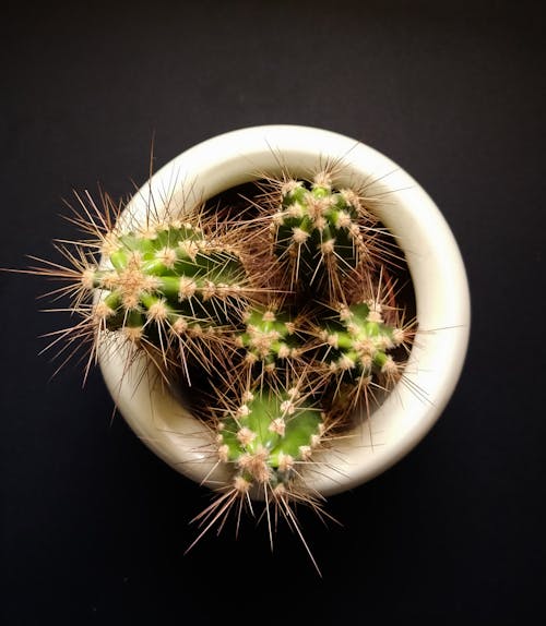 Kostenlos Grüner Kaktus Im Weißen Topf Stock-Foto