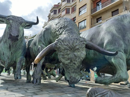 Free stock photo of bullrun, bulls