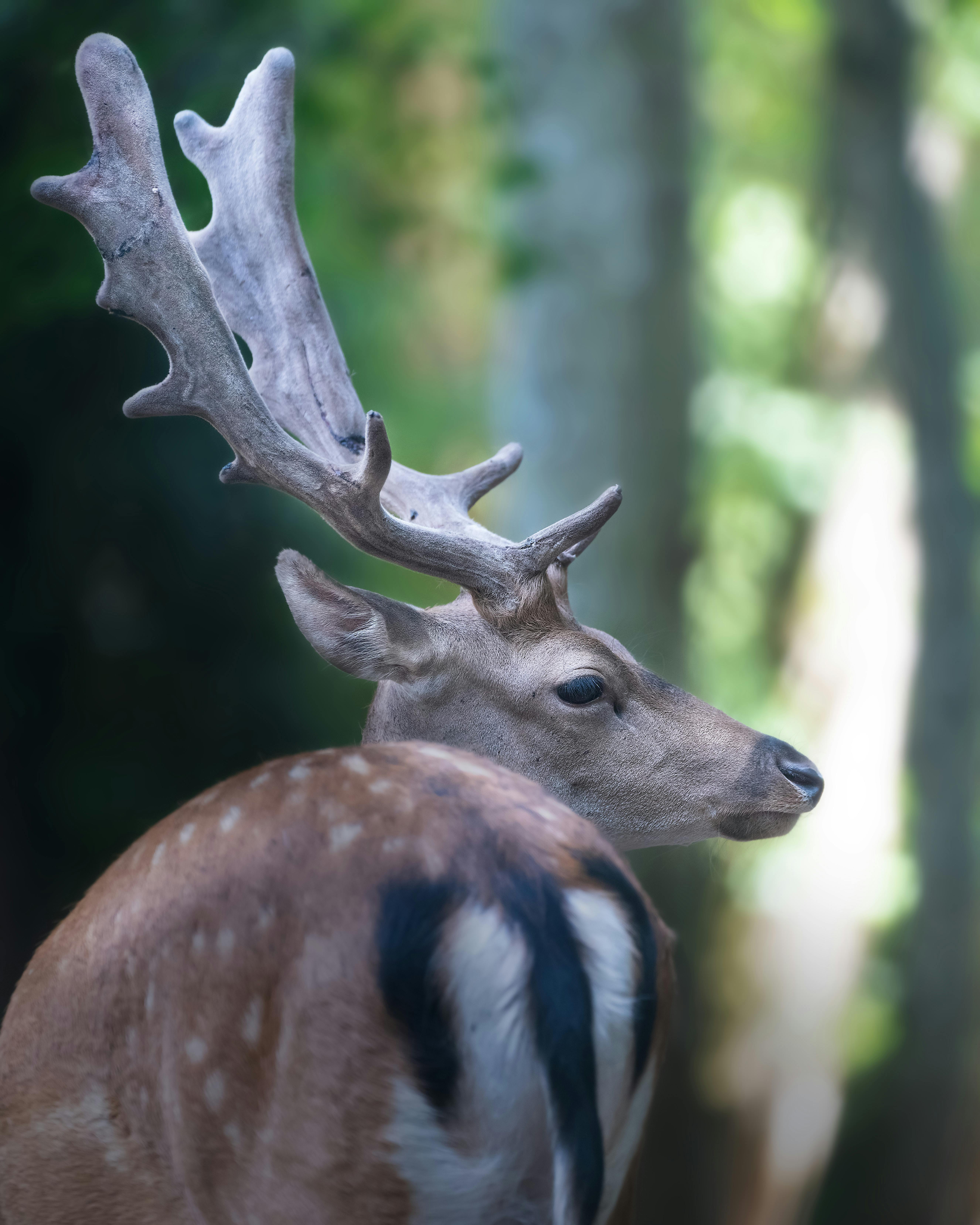 De franc Foto d'estoc gratuïta de a l'aire lliure, ànecs de cérvols, animal Foto d'estoc