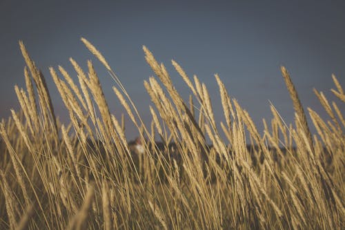 Fotobanka s bezplatnými fotkami na tému hracie pole, pšenica